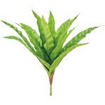 オオタニワタリブッシュ MAGIQ(東京堂)