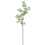 ジャスミンリーフブランチ MAGIQ(東京堂)