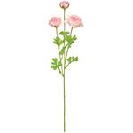 サリューラナンキュラス MAGIQ(東京堂)