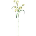 ナチュレフリチラリア MAGIQ(東京堂)