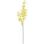 プランタンオンシジウム MAGIQ(東京堂)