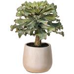 エケベリアフリルポット MAGIQ(東京堂)