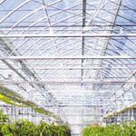 ダイヤスターUV 原反 MKVアドバンス(旧三菱ケミカルアグリドリーム)