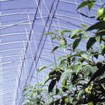 カットエースON 原反 MKVアドバンス(旧三菱ケミカルアグリドリーム)