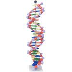 molymod(R) ミニDNA分子模型キットR(22層) ナリカ