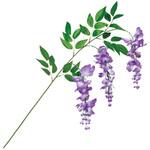 藤スプレー(3輪)パープル ドガ