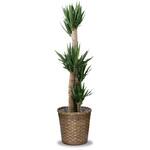 観葉植物 ユッカ(青年の木) 10号 バスケットカバー付 大丸興業