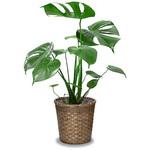 観葉植物 モンステラ 7号 バスケットカバー付 大丸興業