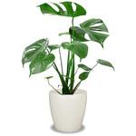 観葉植物 モンステラ 7号 プラスチックカバー付 大丸興業