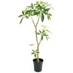 パキラポット グリーン 日本ビダヤコム