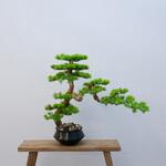 フェイクグリーン 盆栽 松2「雅峰」 幹は天然木、葉と枝はフェイクのハイブリッド エルブレイン