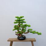 フェイクグリーン 盆栽 松3「雅龍」 幹は天然木、葉と枝はフェイクのハイブリッド エルブレイン