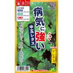 【タネ】病気に強いVレタス 中玉レタス カネコ種苗