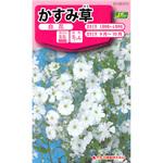 【タネ】かすみ草 白花 カネコ種苗