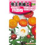 15 【タネ】帝王貝細工 カネコ種苗