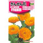 【タネ】きんせん花 大輪咲・むらじ カネコ種苗