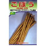 242 【タネ】ごぼう 正作 カネコ種苗