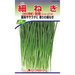 245 【タネ】細ねぎ 若香(じゃっこう) カネコ種苗