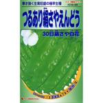 505 【タネ】つるあり絹さやえんどう 30日絹さや白花 カネコ種苗