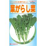 528 【タネ】葉がらし菜 カネコ種苗