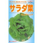 545 【タネ】サラダ菜 ウェアヘッド カネコ種苗