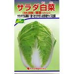 【タネ】サラダ白菜 極意 カネコ種苗