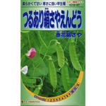 507 【タネ】つるあり絹さやえんどう 赤花絹さや カネコ種苗