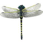 ミニヤンマちゃん トレードワン