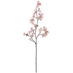 FM300396 ときわ桜 MAGIQ(東京堂)
