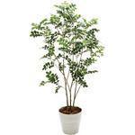 MGF30197 トネリコ 東京堂