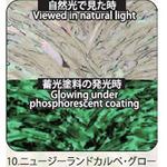 アワビシート 【ニュージーランドカルぺ】 ノーブランド