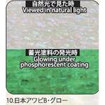 アワビシート 【日本アワビB】 ノーブランド