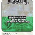 アワビシート 【黄蝶貝】 ノーブランド