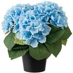 あじさいデコレーション HEADS(ヘッズ)