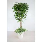 GO-466 人工樹木/人工観葉植物 ベンジャミン寄植 岩や