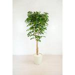 人工樹木/人工観葉植物 ベンジャミン 岩や