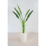 人工樹木/人工観葉植物 ストレチア 岩や