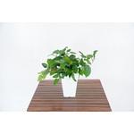 GAA-312 人工樹木/人工観葉植物 ブドウ 岩や