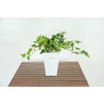 GAA-314 人工樹木/人工観葉植物 アイビー 岩や