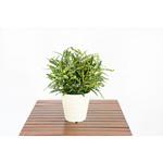 GAA-174 人工樹木/人工観葉植物 ホソバクロトン 岩や