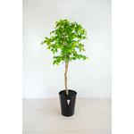 GOW-327 人工樹木/人工観葉植物 ナツツバキ 岩や