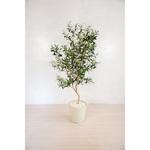 GOW-481 人工樹木/人工観葉植物 オリーブ 160cm 岩や