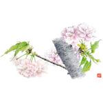 テーブルマット  さくらの花  尺3 カミイソ産商