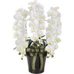 2291A200 ロイヤル胡蝶蘭W アートクリエーション