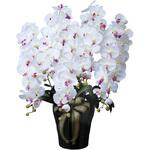 447A300 ロイヤル胡蝶蘭5本立W/AB アートクリエーション