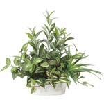 2348A100 寄せ植えオリーブ アートクリエーション