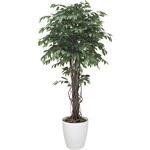 152H620 ベンジャミンリアナ 1．8 アートクリエーション