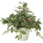 2214A75 ツートンホヤ アートクリエーション