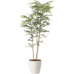 ツートントネリコ アートクリエーション