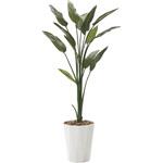 ストレチア アートクリエーション